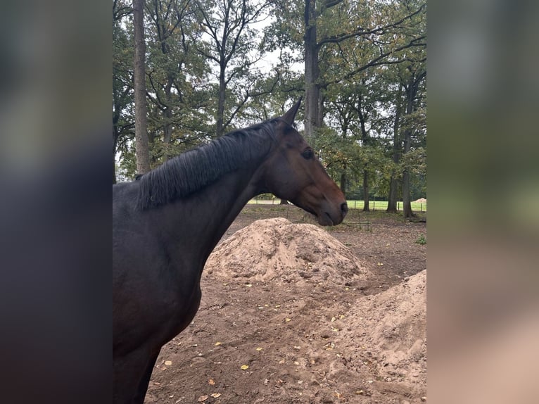 Hannover Castrone 8 Anni 178 cm Baio scuro in Winsen (Aller)