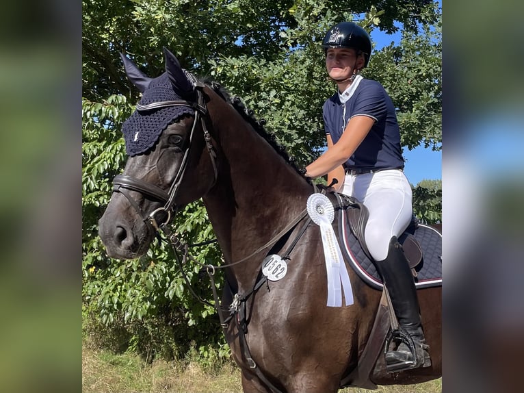 Hannover Castrone 8 Anni 180 cm Baio nero in Egestorf