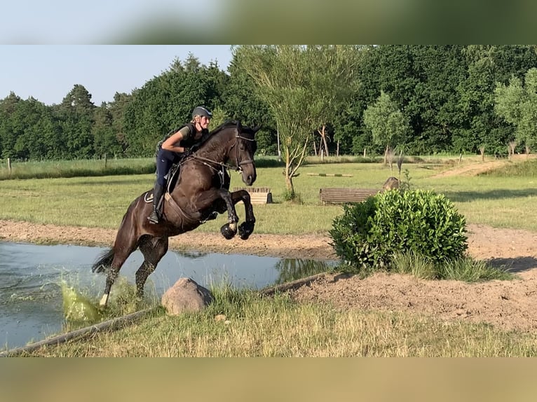 Hannover Castrone 8 Anni 180 cm Baio nero in Egestorf