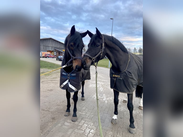 Hannover Castrone 8 Anni 180 cm Baio nero in Egestorf