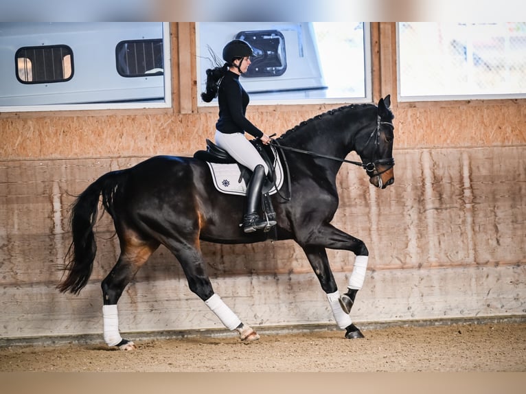 Hannover Castrone 8 Anni 181 cm Baio nero in Gossau ZH