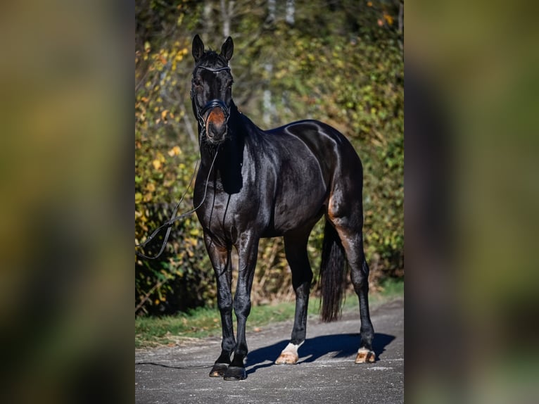 Hannover Castrone 8 Anni 181 cm Baio nero in Gossau ZH