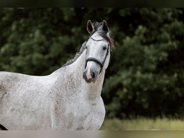 Hannover Castrone 8 Anni 182 cm Grigio in Radebeul