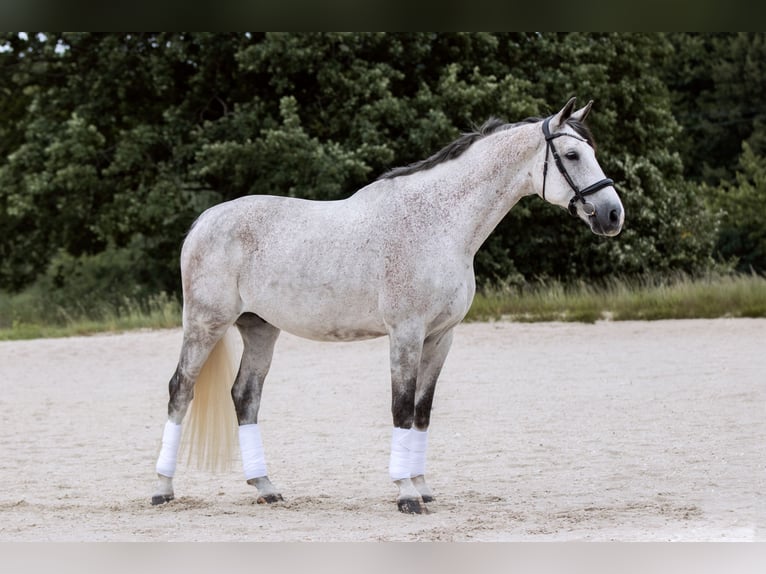 Hannover Castrone 8 Anni 182 cm Grigio in Radebeul