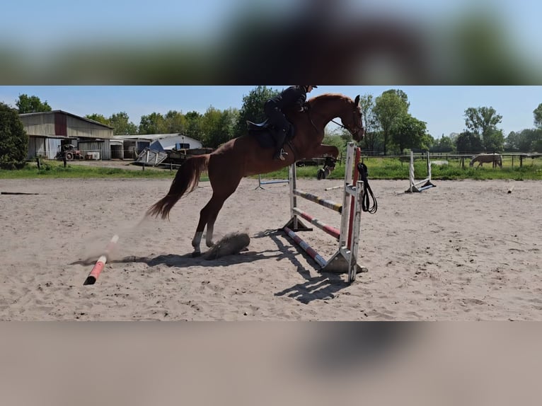 Hannover Castrone 8 Anni 183 cm Sauro in Langwedel