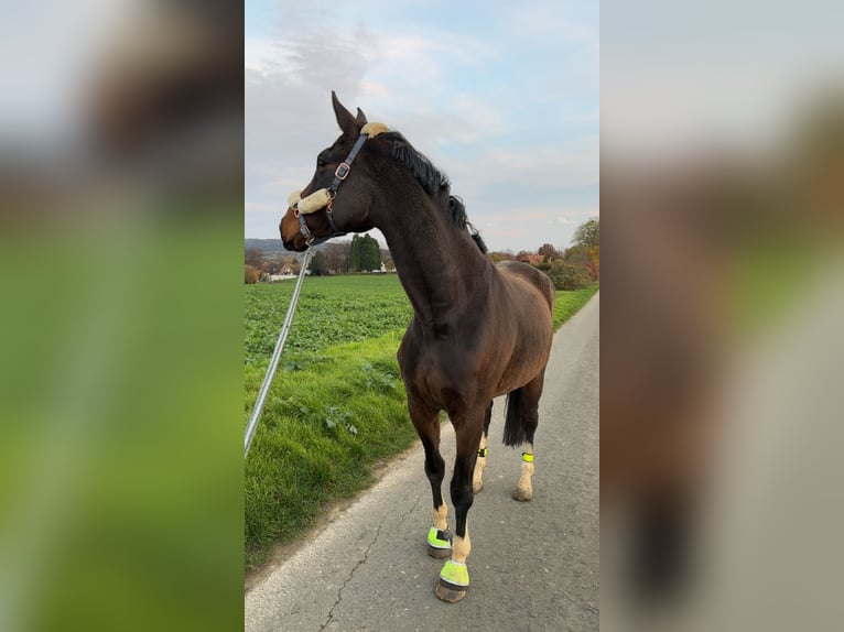 Hannover Castrone 8 Anni 185 cm Baio scuro in Bad M&#xFC;nder am Deister