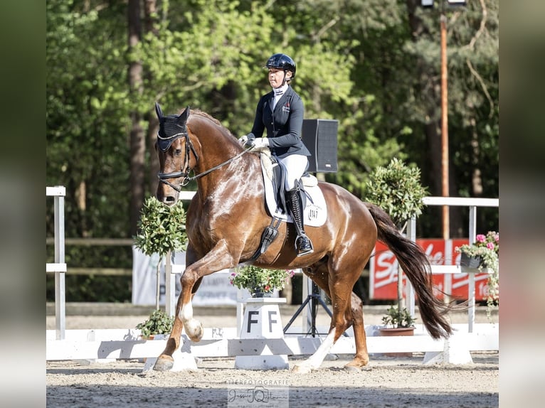 Hannover Castrone 8 Anni 189 cm Sauro scuro in Brinkum