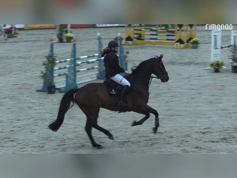 Hannover Castrone 8 Anni Baio in Wächtersbach