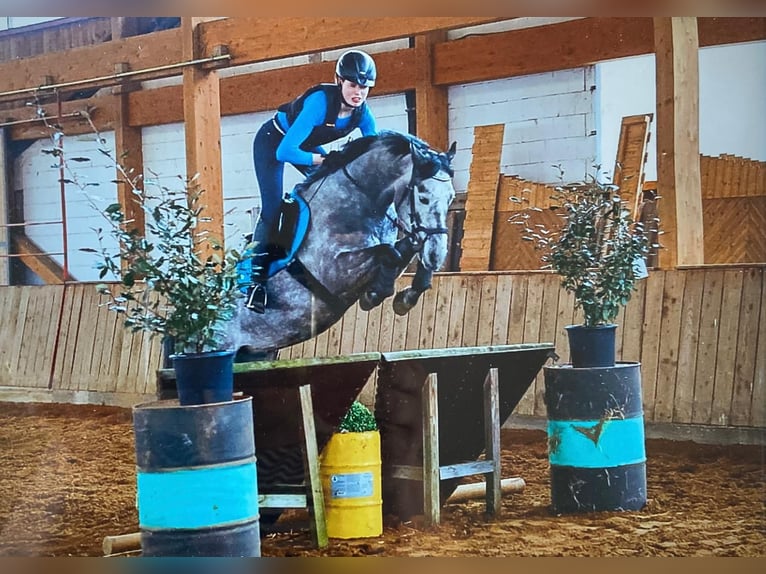Hannover Castrone 9 Anni 160 cm Grigio in Ostercappeln