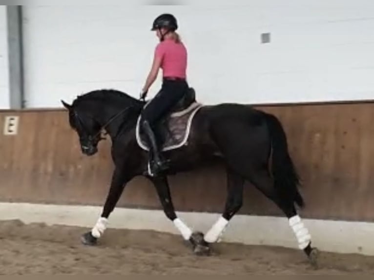 Hannover Castrone 9 Anni 162 cm Morello in Stöckse