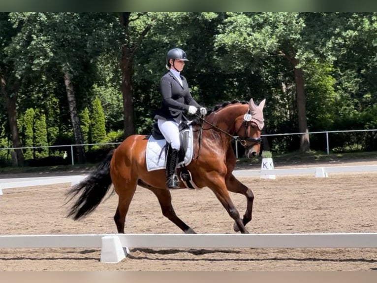 Hannover Castrone 9 Anni 164 cm Baio in Bremerhaven