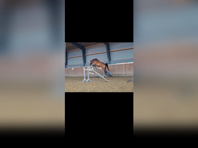 Hannover Castrone 9 Anni 164 cm Baio in Hamersen