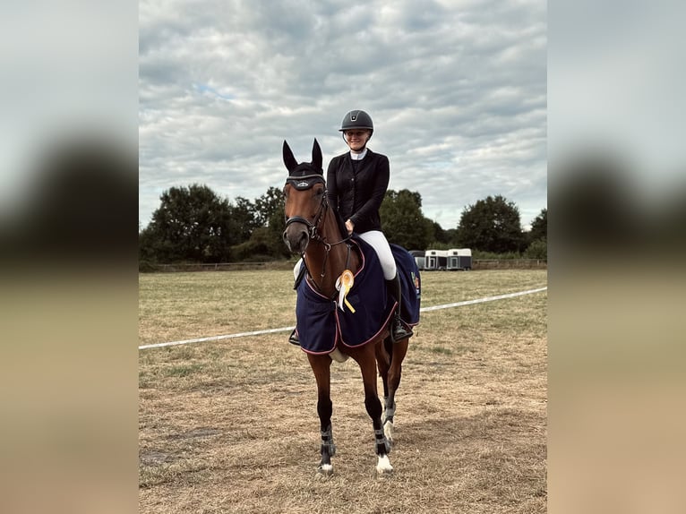 Hannover Castrone 9 Anni 164 cm Baio in Waltrop