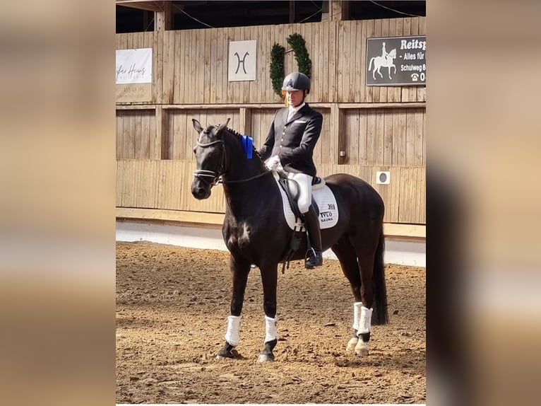 Hannover Castrone 9 Anni 164 cm Morello in Hepstedt