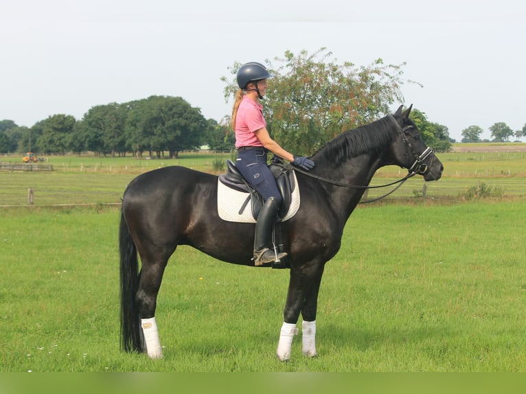 Hannover Castrone 9 Anni 164 cm Morello in Hepstedt