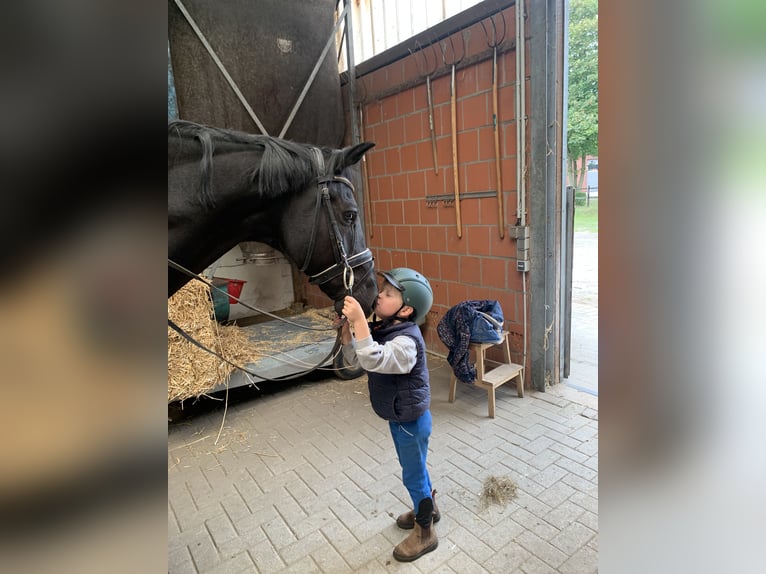 Hannover Castrone 9 Anni 164 cm Morello in Hepstedt