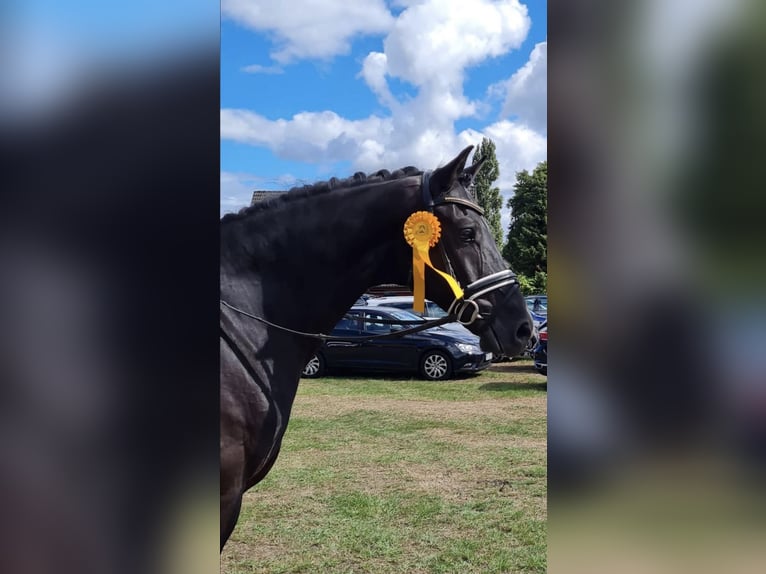 Hannover Castrone 9 Anni 164 cm Morello in Hepstedt
