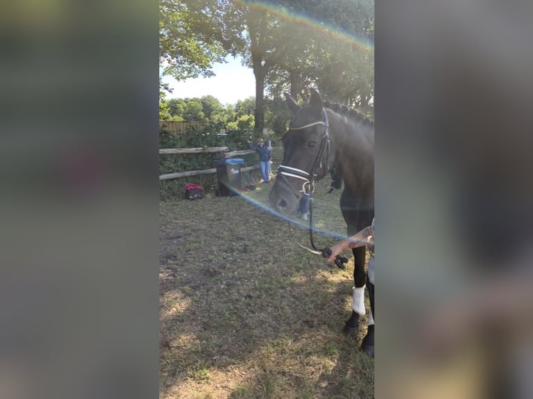Hannover Castrone 9 Anni 164 cm Morello in Hepstedt
