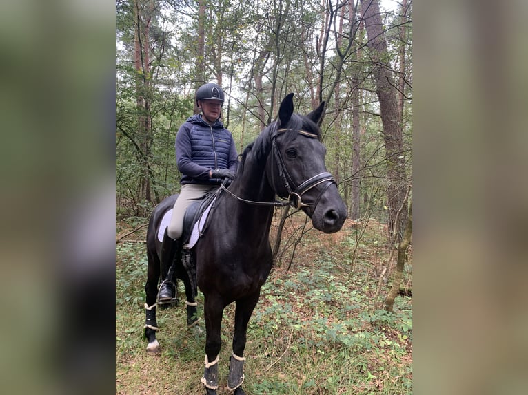 Hannover Castrone 9 Anni 164 cm Morello in Hepstedt