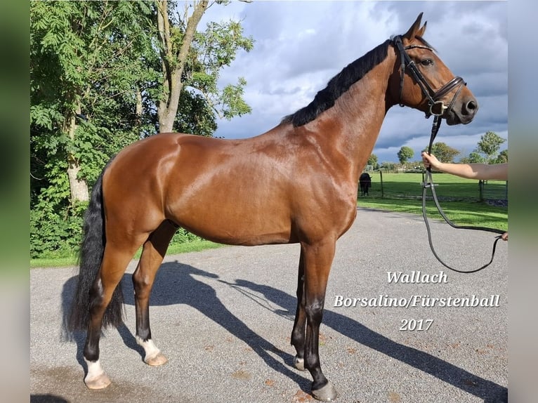 Hannover Castrone 9 Anni 165 cm Baio in Cuxhaven