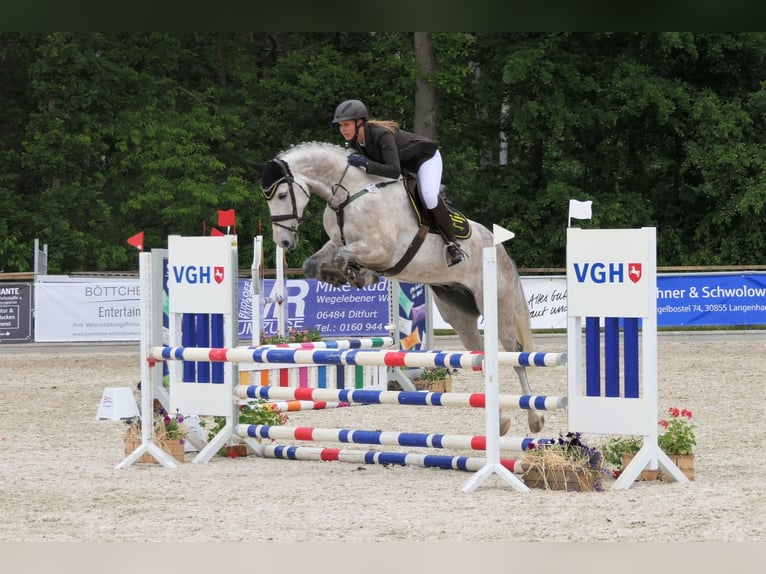 Hannover Castrone 9 Anni 165 cm Grigio in Wedemark