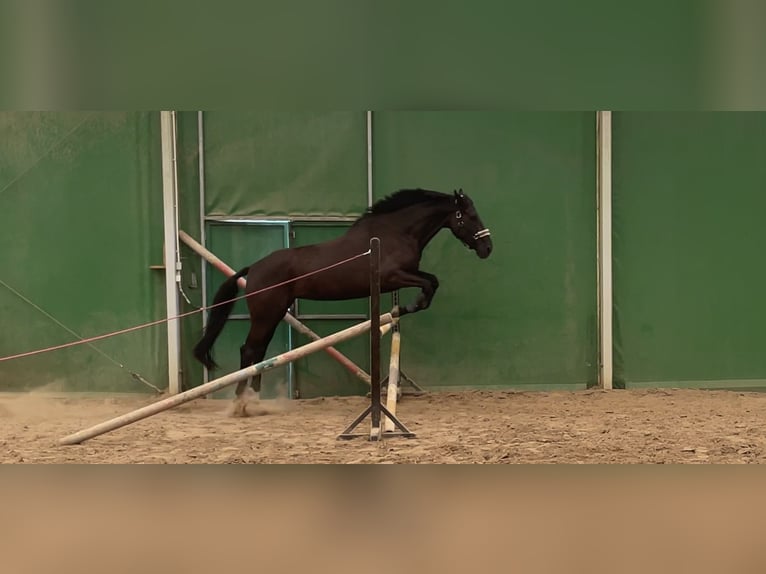 Hannover Castrone 9 Anni 165 cm Morello in Poznan Poland