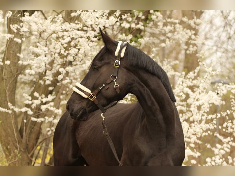 Hannover Castrone 9 Anni 165 cm Morello in Poznan Poland