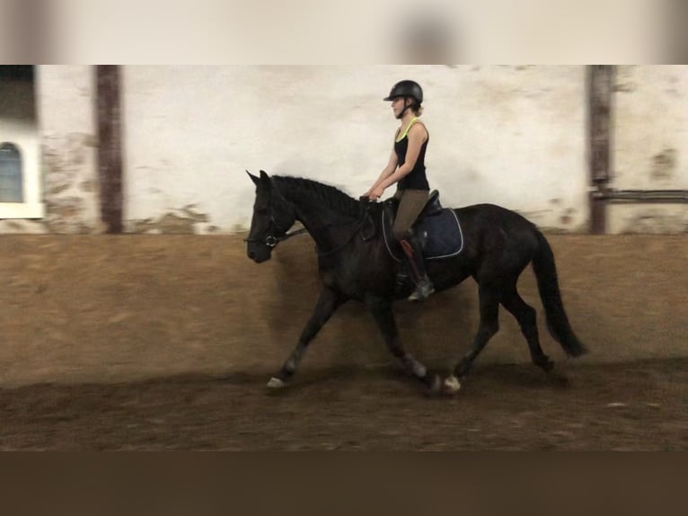 Hannover Castrone 9 Anni 165 cm Morello in Poznan Poland