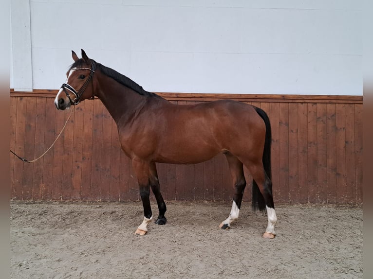 Hannover Castrone 9 Anni 166 cm Baio in Loxstedt