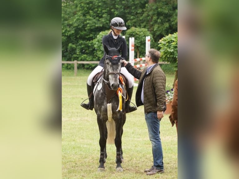 Hannover Castrone 9 Anni 166 cm in Zeven