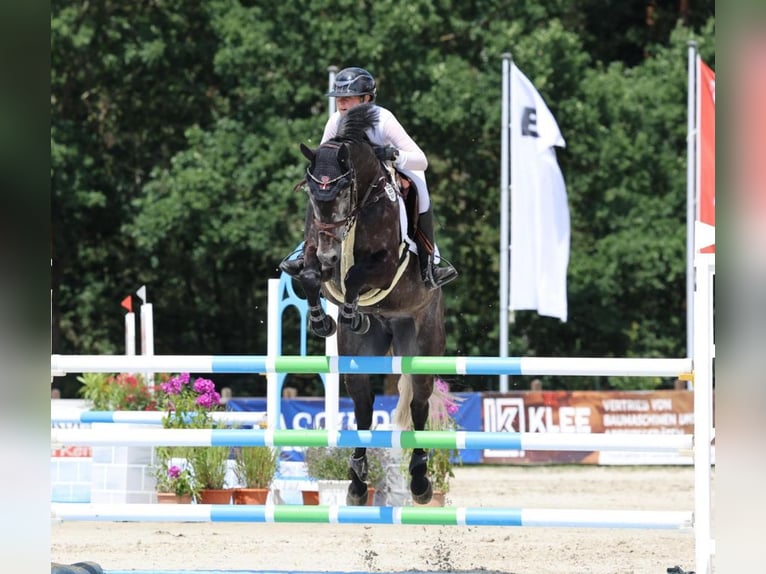 Hannover Castrone 9 Anni 166 cm in Zeven