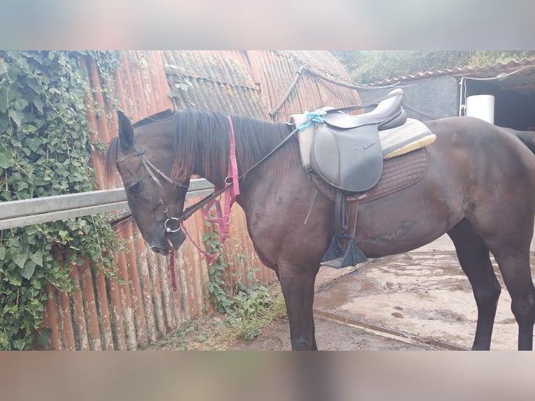 Hannover Mix Castrone 9 Anni 167 cm Morello in Arenys De Munt
