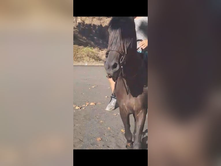 Hannover Mix Castrone 9 Anni 167 cm Morello in Arenys De Munt