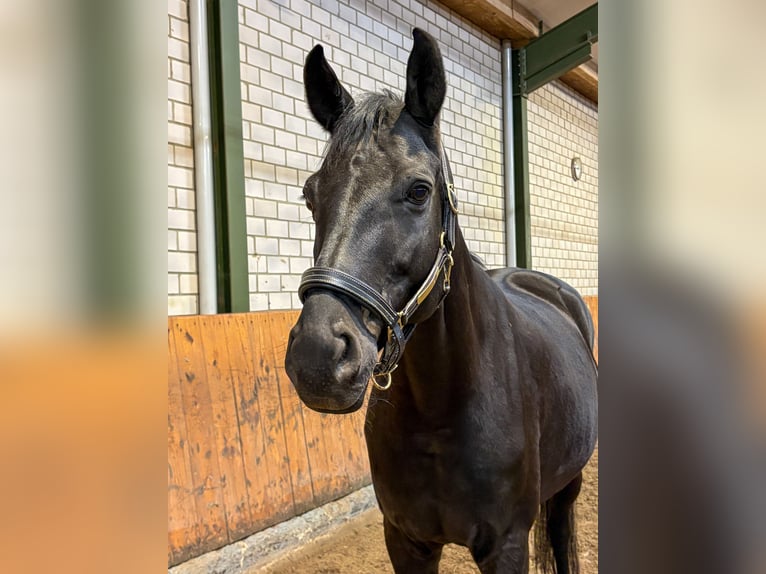 Hannover Castrone 9 Anni 167 cm Morello in Würselen