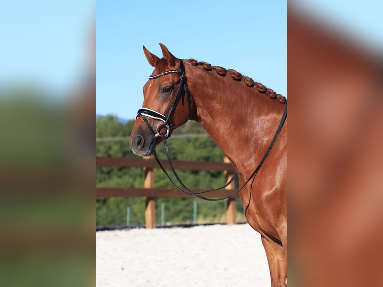 Hannover Castrone 9 Anni 167 cm Sauro in Slatinské Lazy