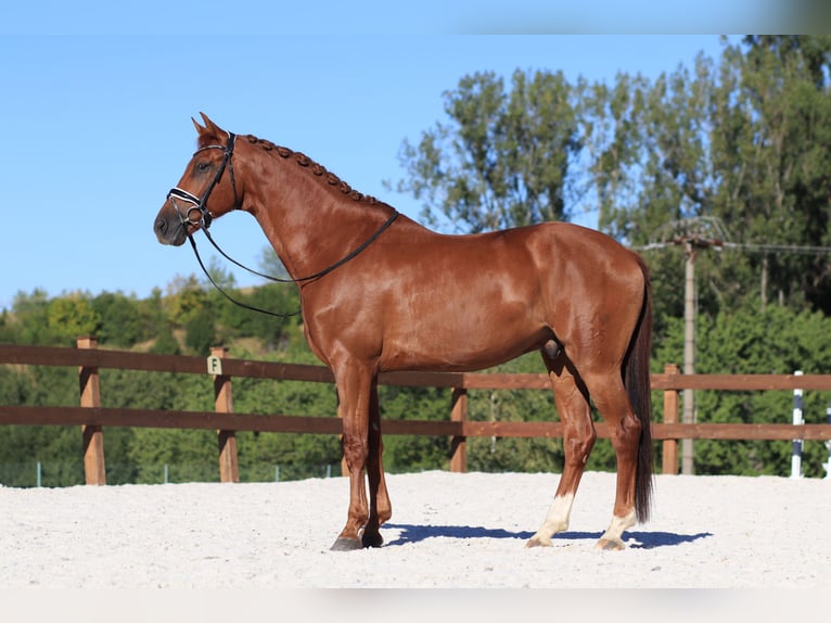 Hannover Castrone 9 Anni 167 cm Sauro in Slatinské Lazy