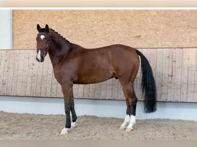 Hannover Castrone 9 Anni 168 cm Baio in Dietmannsried
