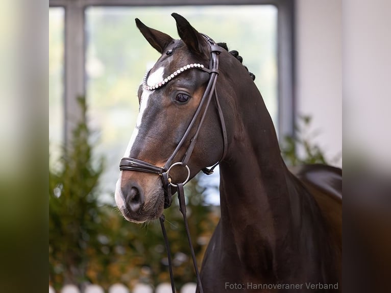 Hannover Castrone 9 Anni 168 cm Baio nero in Verden (Aller)