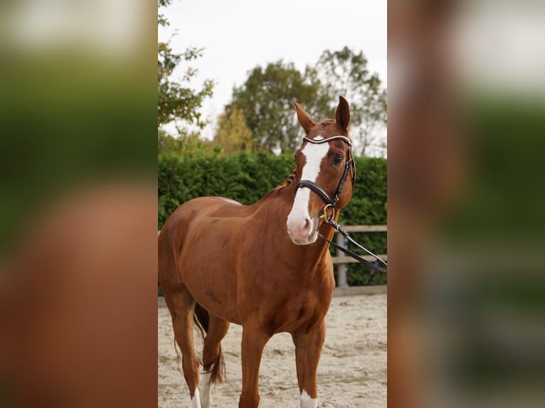 Hannover Castrone 9 Anni 168 cm Sauro in Lohne (Oldenburg)