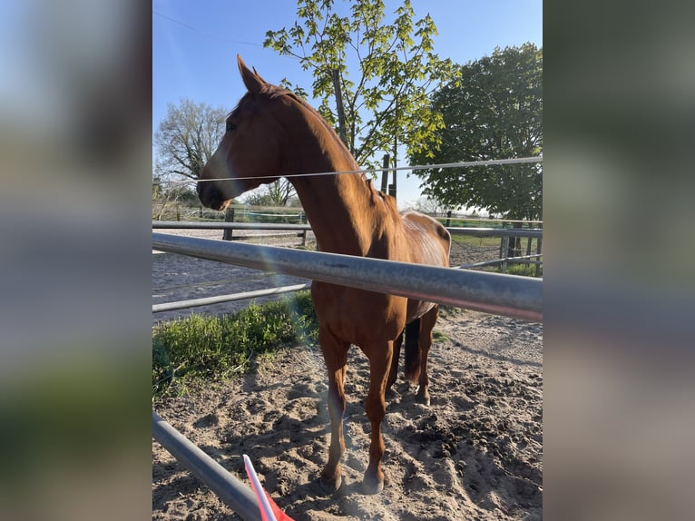 Hannover Castrone 9 Anni 168 cm Sauro in Kronau