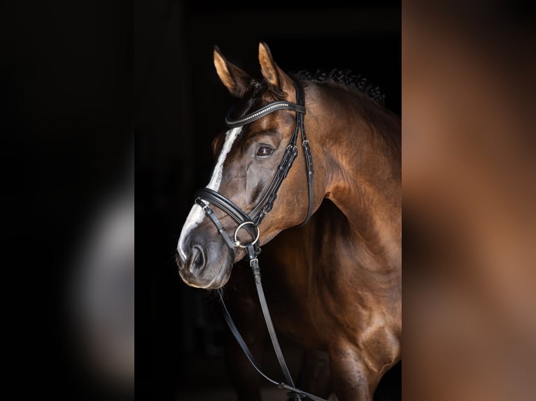 Hannover Castrone 9 Anni 169 cm Morello in Bodenkirchen