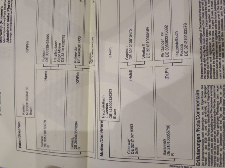 Hannover Castrone 9 Anni 170 cm Baio in Debrecen