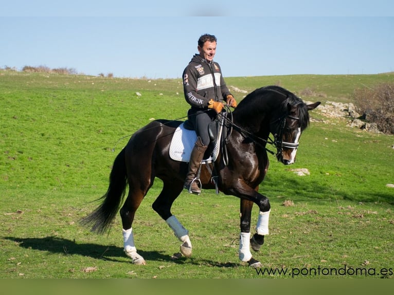 Hannover Castrone 9 Anni 170 cm Baio scuro in EspirdoTizneros