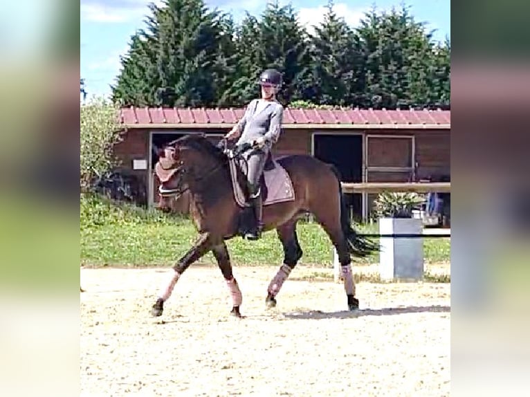 Hannover Castrone 9 Anni 170 cm Baio scuro in La Roche-sur-Yon