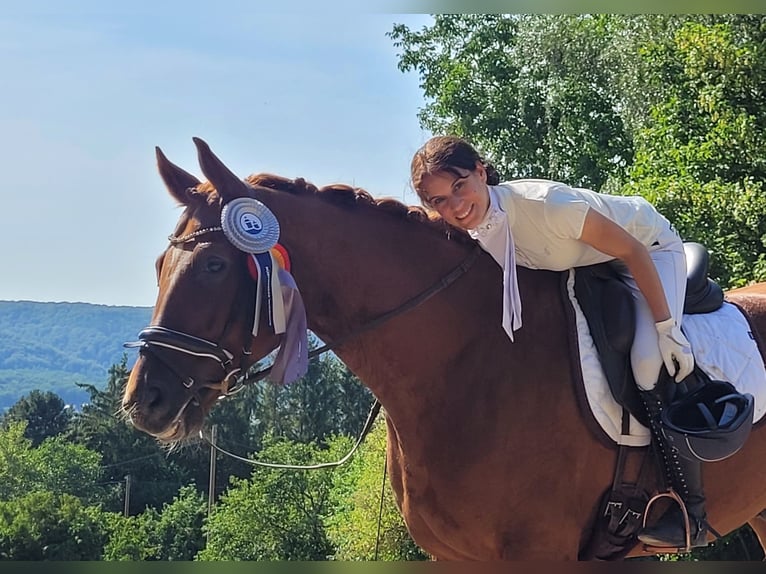 Hannover Castrone 9 Anni 170 cm Sauro in Bexbach