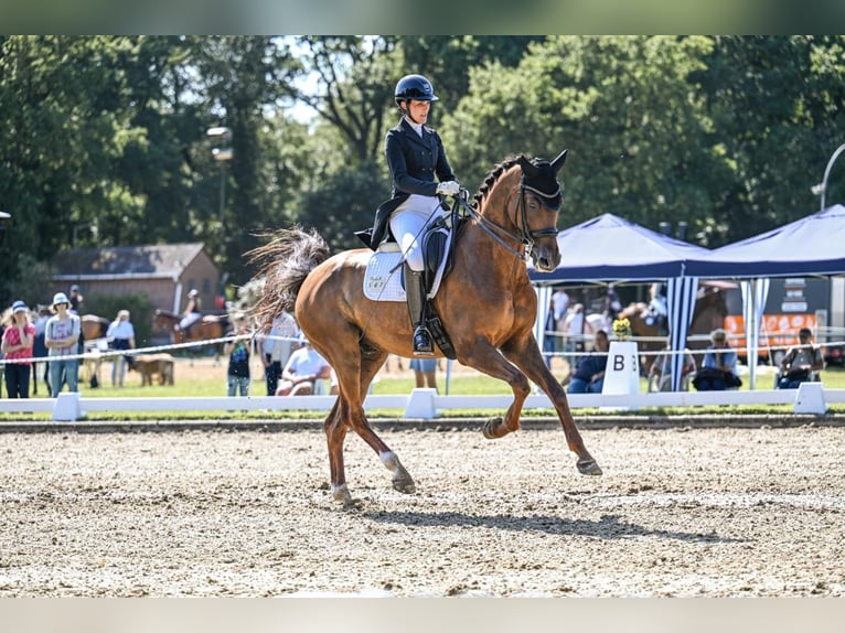 Hannover Castrone 9 Anni 170 cm Sauro scuro in Bramstedt