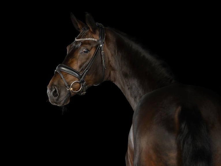 Hannover Castrone 9 Anni 171 cm Baio nero in Wehrheim