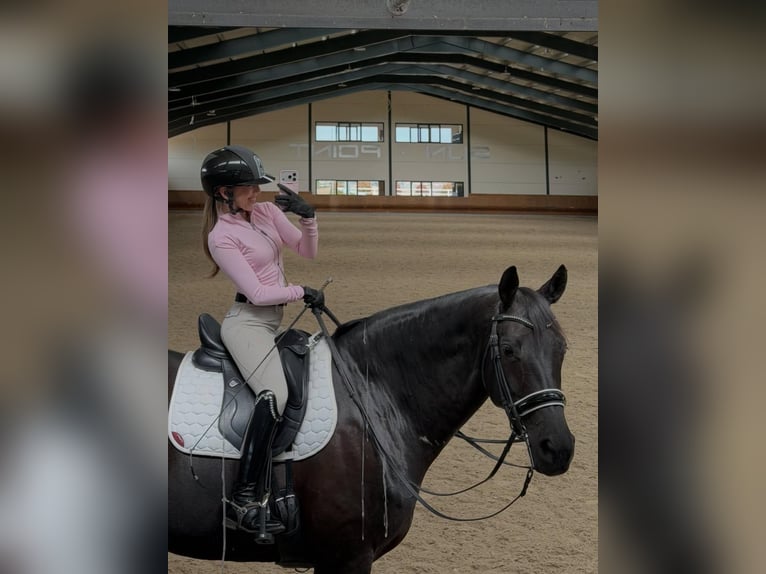 Hannover Castrone 9 Anni 171 cm  in Leopoldsburg