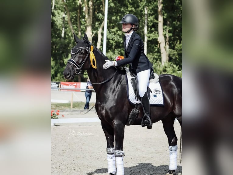 Hannover Castrone 9 Anni 171 cm  in Rueil Malmaison Cedex  hauts de seine