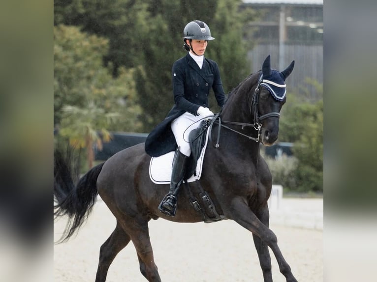 Hannover Castrone 9 Anni 171 cm  in Weilbuch